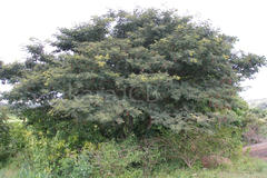 Albizia amara